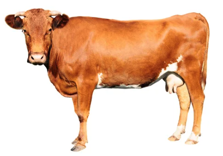 Cow